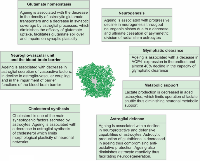 Astrocytes in Ageing