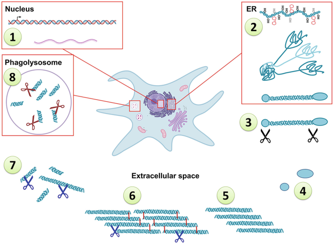 A schematic diagram. The collagen gene is transcribed into m R N A in the nucleus. m R N A translated to proteins are attached to the E R. The terminals of the peptide are cleaved. The fibrils from the peptide are cross-linked in the extracellular space, and fragments are degraded by phagolysosome.