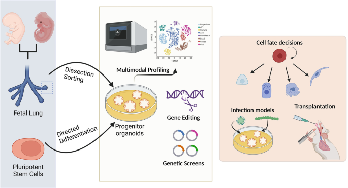 An illustration has 3 sections. The fetal lung by dissection sorting and pluripotent stem cells by directed differentiation points to progenitor organoids which points to multimodal profiling. It further has cell fate decisions, infection models, and transplantation.