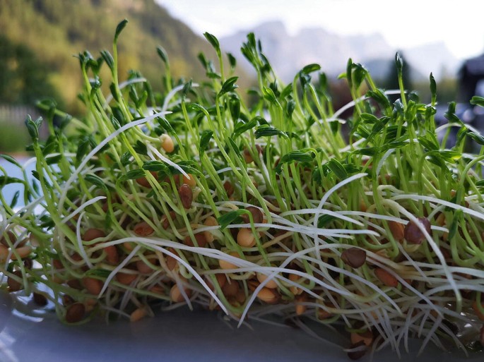 A photograph. It illustrates a bunch of sprouted young plantlets from lentil seeds. The plantlets illustrate both shoots and roots.