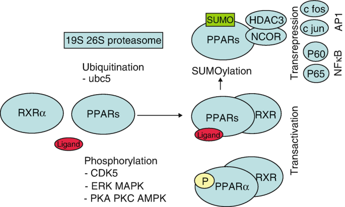 A flow diagram. R X R alpha, P P A R, and a ligand are joined marking transactivation. Another arrow illustrates SUMOylation with a S U M O attached to P P A R connected with H D A C 3 and N C O R. It is marked as trans repression.