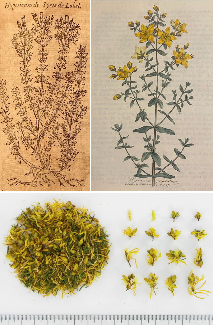 Yarrow, Parker's Gold (Organic) - Adaptive Seeds