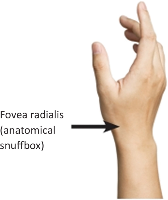 PT flashcards on X: THE WRIST AND HAND: ANATOMICAL SNUFFBOX 💡 ◦The  “anatomic snuffbox” is an important area. It is a skin depression that lies  distal to the styloid process of the