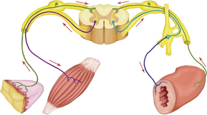 An illustration of nerve fibers. It has a spinal cord, skin, and skeletal muscle.