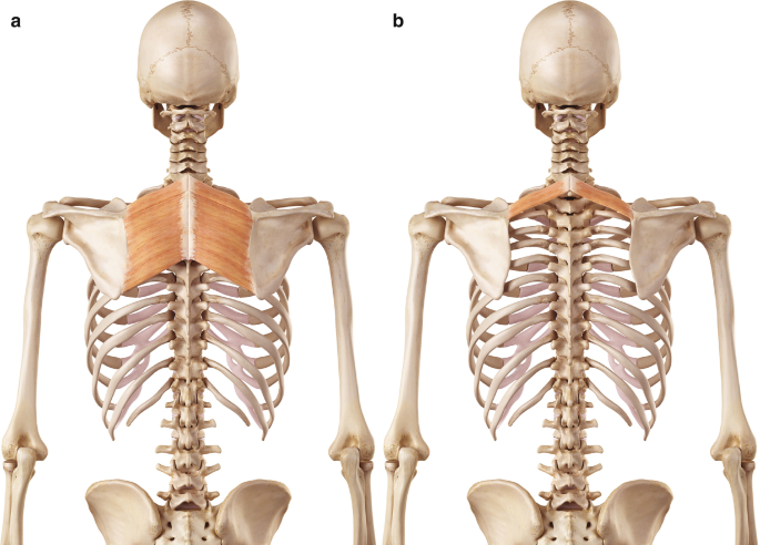 Human Axial Skeleton  Biology for Majors II