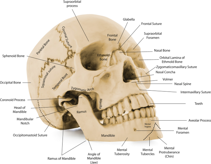 Mandíbula - Vista Posterior  Anatomy, Head and neck, Occipital