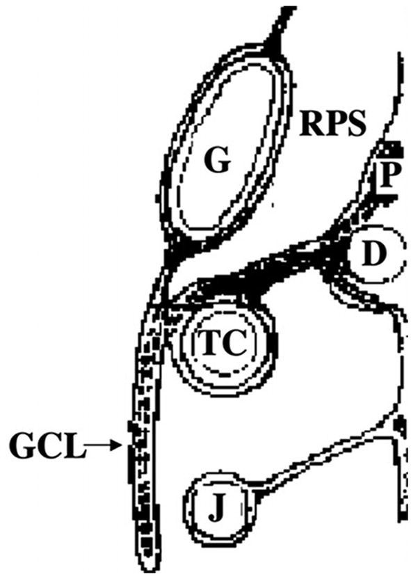 A diagrammatic representation of gastrocolic ligament has the labels G, R P S, D, J, T C, and P.