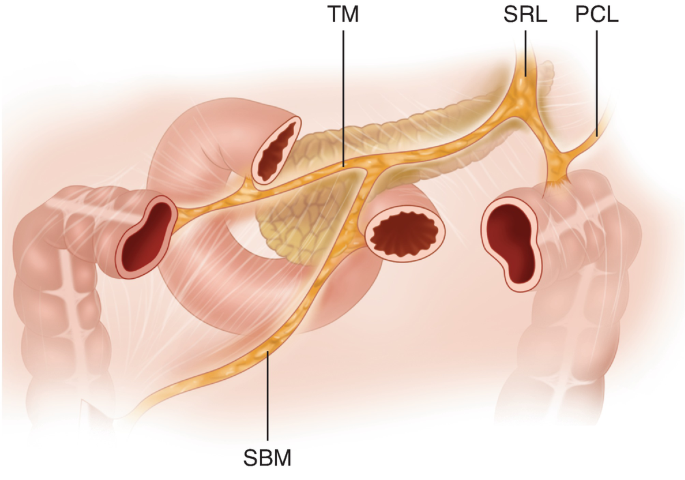 An illustration of transverse mesocolon connects with S R L, P C L, and S B M.