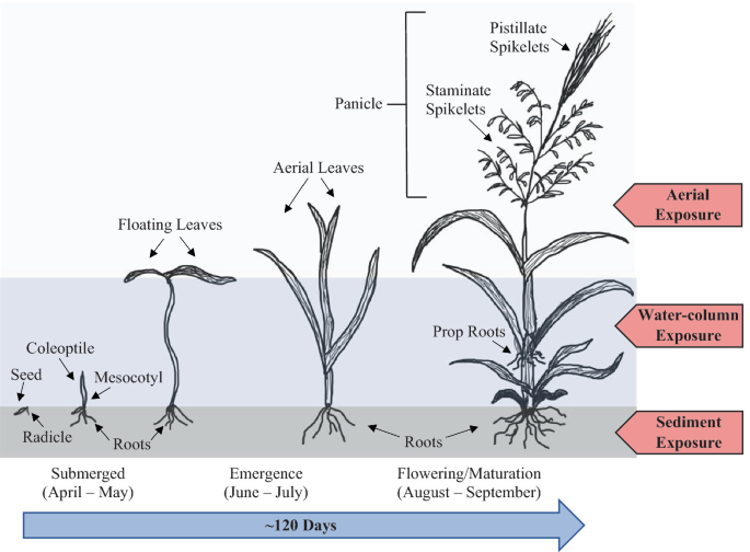 A schematic diagram presents the growth of northern wild rice within the time span of 120 days. Three stages of growth are the submerged period, April to May, the emergence period June to July, and the maturation period, August to September.