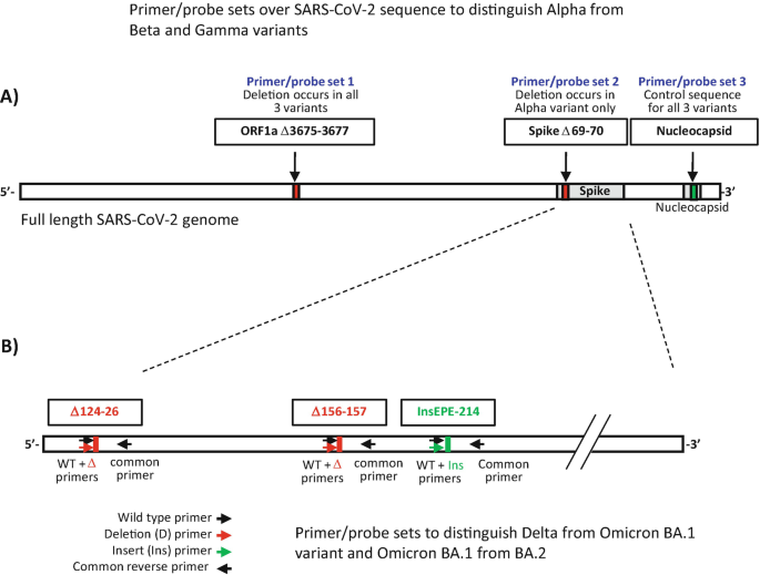 Two illustrations of full-length SARS, C o V, 2 genomes. A, presents primer-probe sets over SARS, C o V, 2 sequences to disti&#x00AD;nguish Alpha from Beta and Gamma variants. B, depicts primer-probe sets to differentiate Delta from Omicron B A 1 variant and Omicron B A 1 from B A.