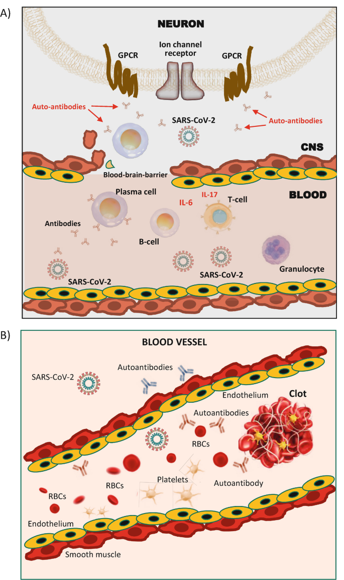 2 schematics. Schematic A of the neuron displays ion channel receptors, G P C R, auto-antibodies, S A R S C O V 2, auto-antibodies, C N S, blood brain barrier, plasma cells, I L 1 7, T cells, blood, antibodies, B-cells, I L 6, and granulocytes. Schematic B of the blood vessel consists of S A R S C O V 2, autoantibodies, endothelium, clots, R B Cs, platelets, autoantibodies, endothelium, and smooth muscle.0