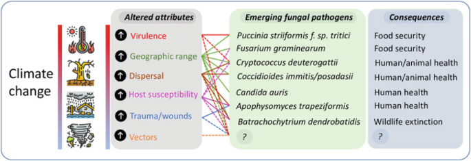 An illustration of climate change with 3 columns. The column headers read altered attributes, emerging fungal pathogens, and consequences. Altered attributes are increases in virulence, geographic range, dispersal, host susceptibility, trauma, and vectors.