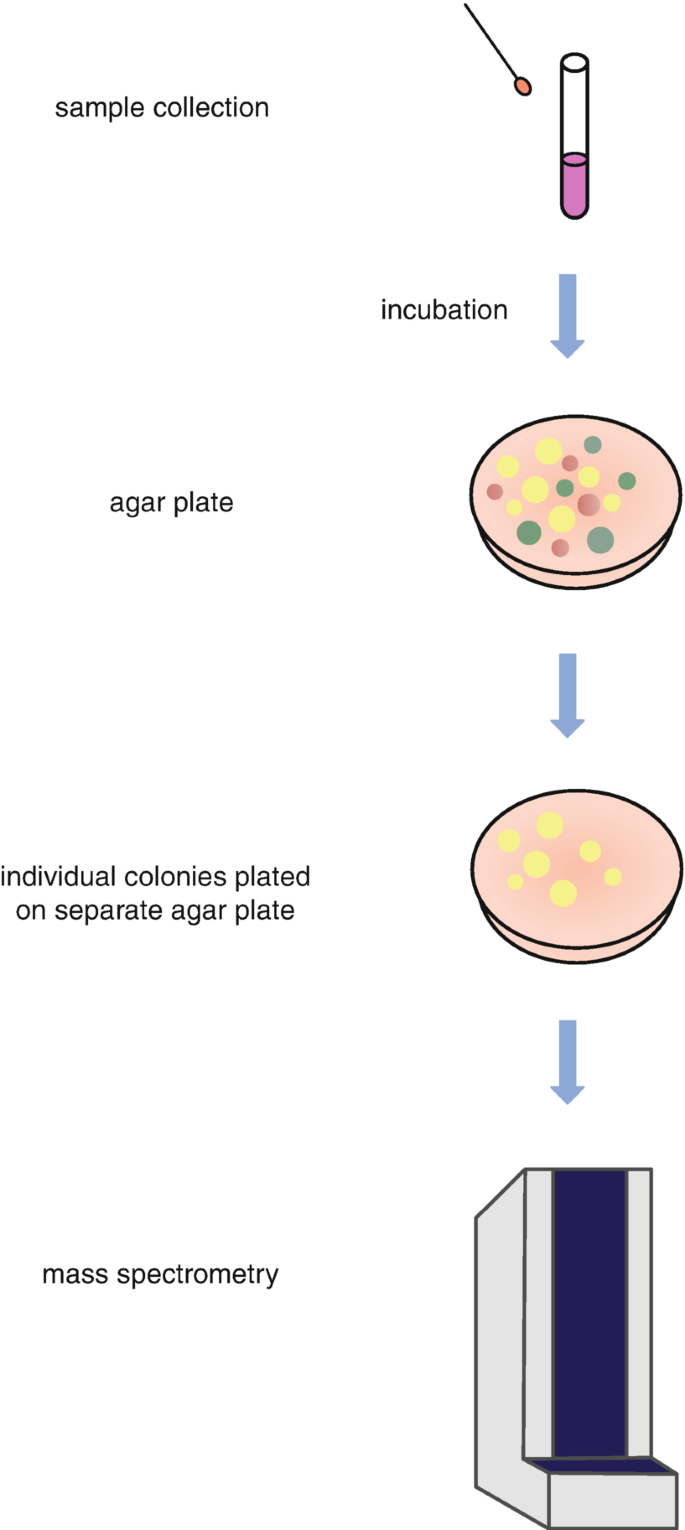 A flow chart has the following steps: Sample collection, incubation, agar plate, individual colonies placed on separate agar plate, and mass spectroscopy.