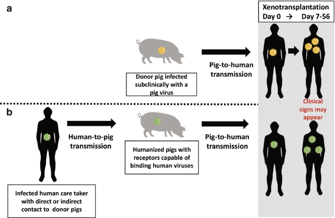 Two illustrations. A is of a donor pig infected subclinically with a pig virus leads to human transmission. B is of an infected human caretaker with direct or indirect contact to donor pigs. It leads to human-to-pig transmission and pig-to-human transmission. Both end with xenotransplantation.