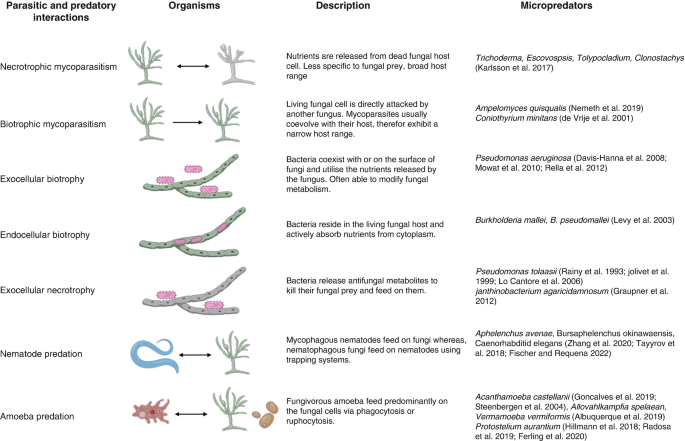 A table of 4 columns and 7 rows depicts parasitic and predatory interactions, organisms, description, and micro predators of necrotrophic and biotrophic mycoparasitism, exocellular and endocellular biotrophy, exocellular necrotrophy, nematode and amoeba predation.