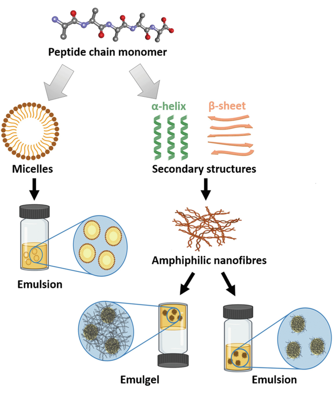 A flow diagram on the mechanisms of peptide emulsifiers. It begins with a peptide chain monomer and progresses to micelles and secondary structures. Micelles progress to the emulsion, secondary structures to amphiphilic nanofibres, and then emulgel and emulsion.