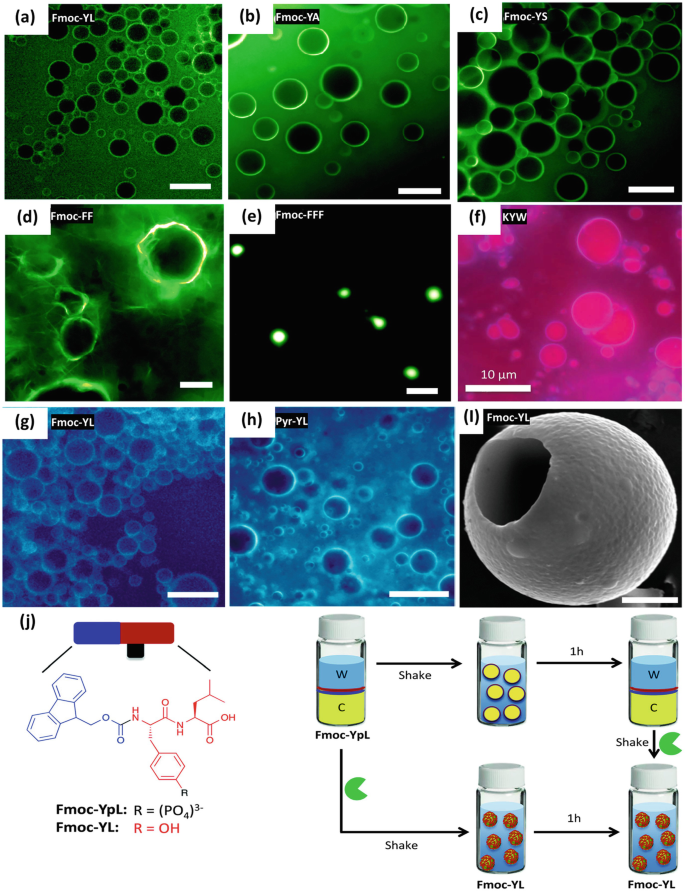 Nine micrographs of chloroform droplets at an aqueous interface maintained in various emulsions. Each has a unique scale measurement in m u meters. Also, it includes a chemical structure of F M O C- Y P L and Y L and a schematic of F M O C-Y P L and Y L dephosphorylation.