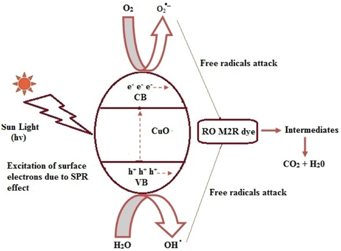 A schematic representation of the mechanism of photocatalytic degradation of dye. The sunlight hits the C u O material and the holes in the valance band exited to the conduction band, which further reacts with R O M 2 R due to yield an intermediate product, followed by C O 2 + H 2 O.