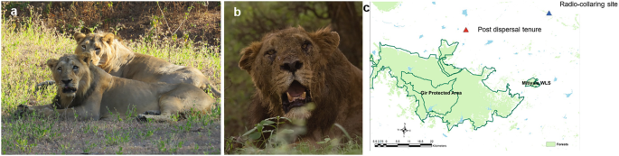 Explained: Why Gujarat Forest Department is radio-collaring lions