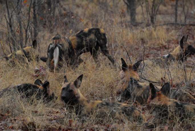 Pack, animal behaviour