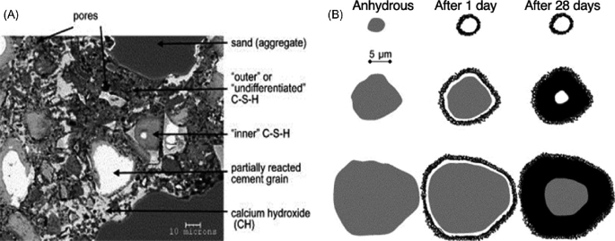 A B S E image and an illustration. A is the structural morphology of cement mortar. The pores, sand, outer and inner C S H, grain, and C H are indicated by the arrows. B. 9 structures of the formed shells for anhydrous, after 1 day, and after 28 days with varying grain size.