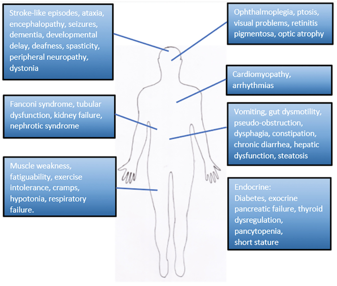 An illustration has a human body outline with labels around it which are the mitochondrial diseases. Diseases from head to led include stroke-like episodes, optic atrophy, developmental delay, cardiomyopathy, failure, constipation, nephrotic syndrome, and cramps. Endocrine diseases are diabetes and short stature.