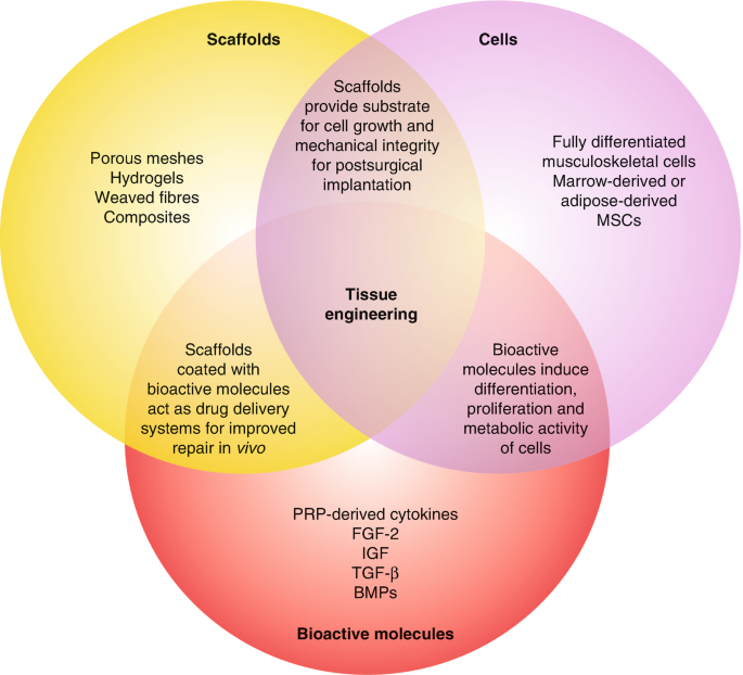 A Venn diagram consists of 3 overlapping circles, labeled scaffolds, cells, and bioactive molecules. The area where all 3 circles intersect is labeled tissue engineering. Within this overlapping region, each component of tissue engineering. Scaffolds act as drug delivery systems for improved repair.