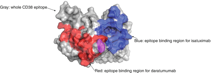 A 3-D structure of the binding sites on C D 38. It includes the whole C D 38 epitope, the epitope binding region for isatuximab, and the epitope binding region for daratumumab.