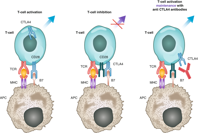 The schematic representations of the mechanisms of anti-C T L A 4 antibodies. The process involves T cell activation, T cell inhibition, and T cell activation maintenance with anti-C T L A 4 antibodies.