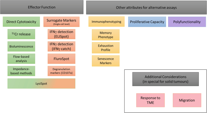 A diagrammatic representation of the C A R T-cell strategies. 1. Effector function with direct cytotoxicity and surrogate mothers. 2. Other attributes for alternative assays include immunophenotyping, proliferative capacity, and polyfunctionality. 3. Additional considerations with response to T M E.