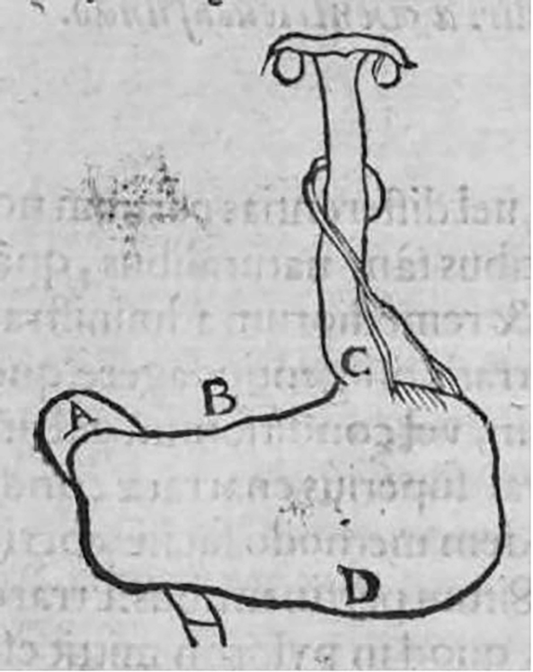 A sketch of the stomach with parts labelled from a to d.