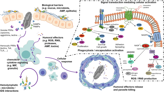 A diagram of Lymnaea's internal defense system. It has biological barriers such as mucus, microbiota, A M P, and epithelia. The internal cellular response starts with encapsulation activation and ends with R O S production, leading to the release of humoral effectors and parasite killing.