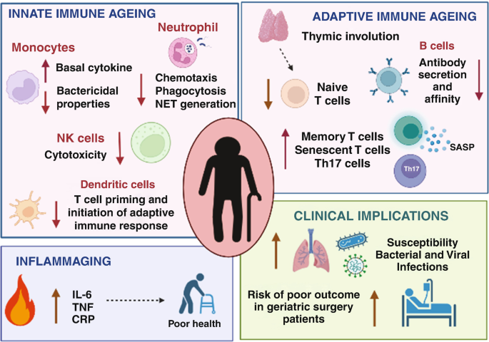 Consequences of Impaired Antiviral Defense in Aging