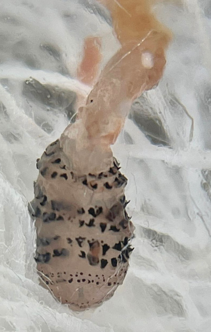 A photograph of the extracted furuncular myiasis larvae to advise against home extrusion.