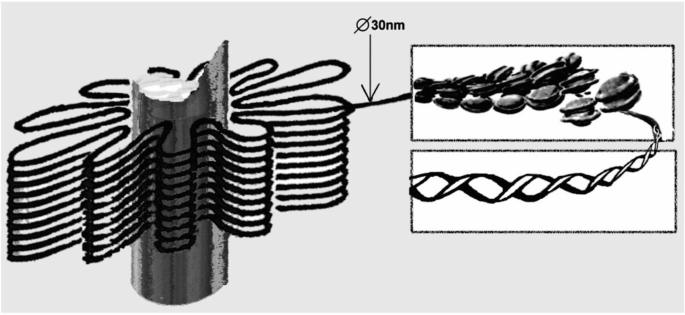 An illustration with 2 insets. It presents the model of packing of the D N A strands. 2 insets detail the closer view of the chromosomes.