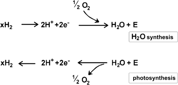 Two chemical reactions. The reaction at the top, x H 2 gives 2 H plus 2 electrons in the presence of half oxygen, giving water plus E. The reaction at the bottom is the reverse of the top reaction. The reactions at the top and bottom are water synthesis and photosynthesis.