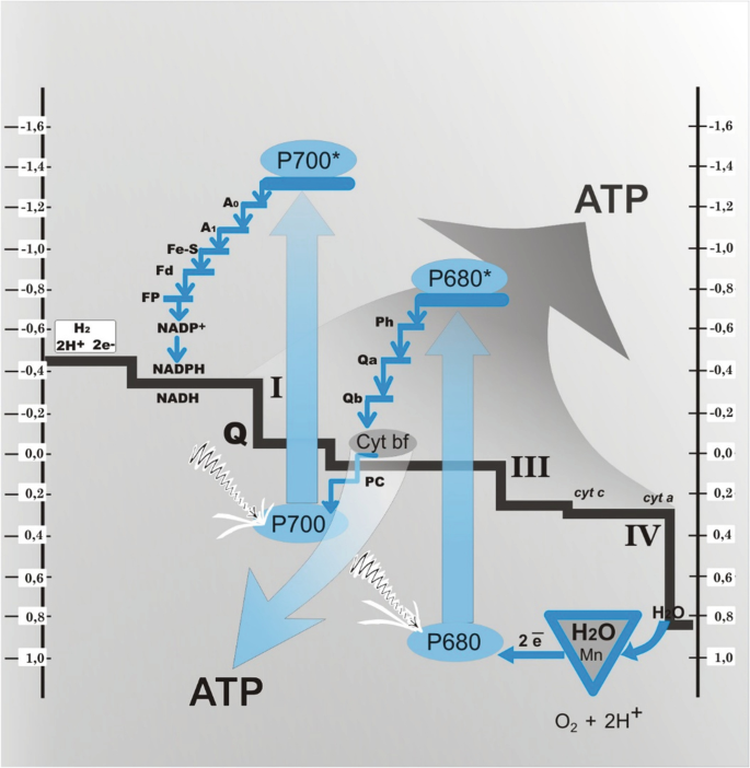 An illustration of the electron flow comparison between the respiratory chain and photosynthesis. The black descending path has the following labels, H 2, N A D P H, N A D H, I, Q, cytochrome b f complex, stage 3, cytochrome C, cytochrome a, stage 4, and water.