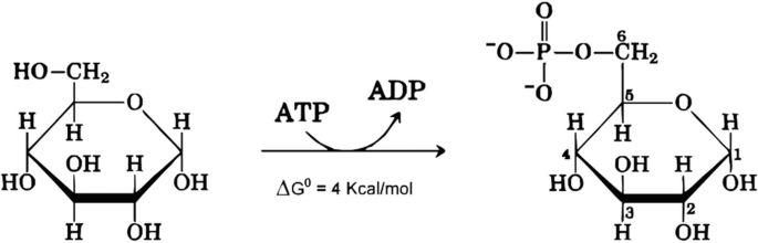 A boat-shaped model represents the process of glucose 6 phosphate synthesis from glucose. The reactants include A T P which gives out A D P to produce glucose 6 phosphate. The phosphate group is attached to the sixth carbon atom.