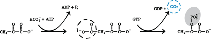 A chemical reaction in the synthesis of phosphoenolpyruvate. It involves the removal of phosphate from A T P and G T P to form A D P plus P i and G D P plus P i, respectively.