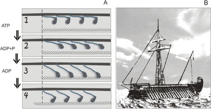 A set of two diagrams labeled as a and b. A depicts four illustrations of the action of motor proteins in muscle, which are labeled A T P, A D P plus P i, and A D P. B is a picture of a Roman galley propelled by oars.