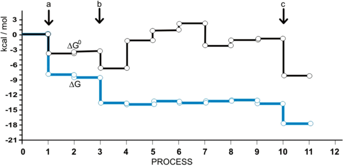 A graph plots kilocalories per mole versus process. Two lines labeled delta G 0 and delta G appear like a staircase that goes up and down. It has downward arrows labeled a, b, and c at 1, 3, and 10, respectively.