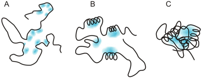 A schematic of three phases of globular protein synthesis labeled from a to c. a depicts an irregular line. b depicts an irregular line that is coiled at certain places. c depicts and irregular coiled line that is collapsed. The lines have blue markings that denote hydrophobic areas.