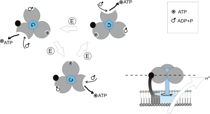 A diagram depicts A T P synthesis. It features A T P and A D P plus P.