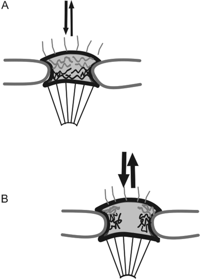 2 illustrations present 2 fibrillar polypeptide structures. An inward and outward arrow indicates the signals to transport molecules.