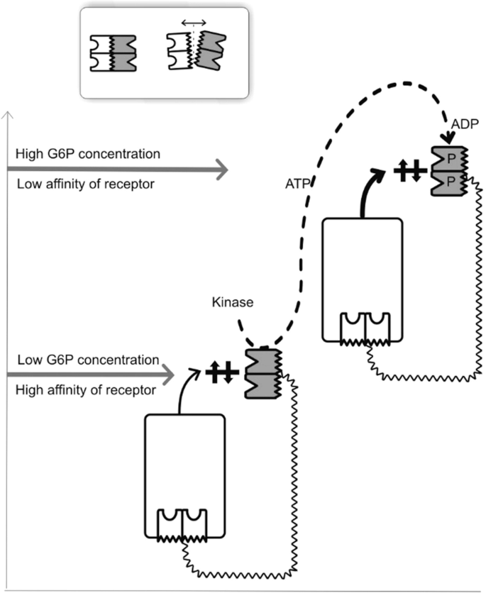 An illustration presents 2 cyclic reactions in a graphical manner. The lower stage has a low G 6 P concentration and a high affinity of receptors. From this stage, kinase reacts with the receptor unit and moves into the higher reaction. It has a high G 6 P concentration and a low affinity of receptors. Here A T P is converted to A D P.