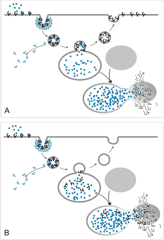 Two illustrations. A, presents ligands spilling out at the last step. B, presents ligands and receptors spilling out.