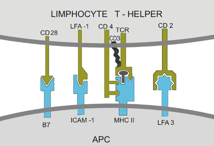 An illustration presents 4 connections between A P C and lymphocyte T-helpers as follows. B 7 and C D 28. I C A M 1 and L F A 1. M H C 2 and C D 4, T C R, and C D 3. L F A 3 and C D 2.