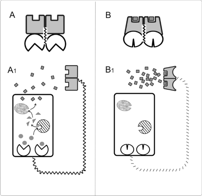 4 illustrations. A and B present enzymes. A 1 and B 1 depict enzyme subunits as individual parts of a negative feedback loop, with a zigzag pattern representing allosteric properties.