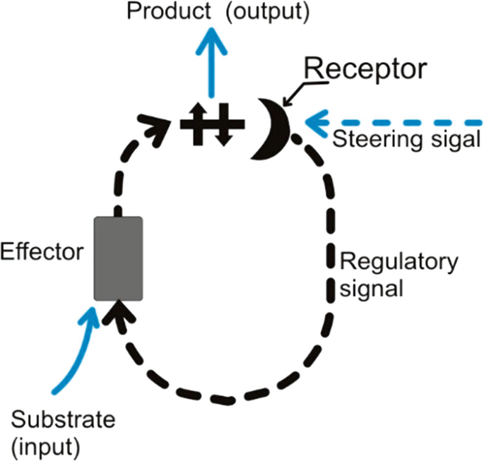 A cyclic illustration presents the following flow. The input substrate goes to the effector. This acts on the output product, which is connected to the receptor with a steering signal. Then the regulatory signal loops back to the effector.