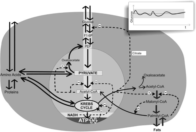 A diagram depicts the elements involved in the energy conservation process in a hepatic cell using regulatory and coordinating signals. An inset presents the glucose level which follows a fluctuating trend.